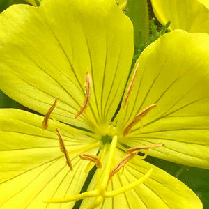 Meet your Posher, Jaime